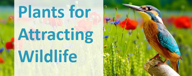Plants for Attracting Wildlife 3